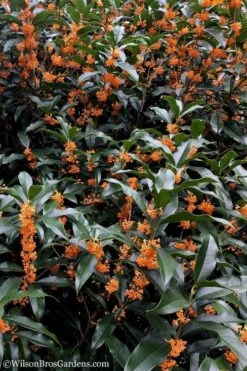 Fragrant Orange Tea Olive - Osmanthus Fragrans Aurantiacus - 1 Gallon Pot -Plantify Shop tea olive orange 103