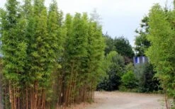 Temple Bamboo (Semiarundinaria Fastuosa) - 3 Gallon Pot (4-6'+) -Plantify Shop temple bamboo