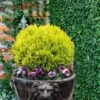 Anna's Magic Ball Arborvitae (Thuja) - 3 Gallon Pot -Plantify Shop thuja annas magic ball arborvitae 6