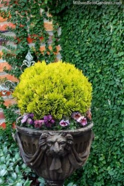 Front Page 48 Anna's Magic Ball Arborvitae (Thuja) - 3 Gallon Pot
