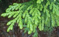 Hiba Arborvitae (Thujopsis Dolabrata) - 3 Gallon Pot -Plantify Shop thujopsis dolabrata hiba arborvitae 1