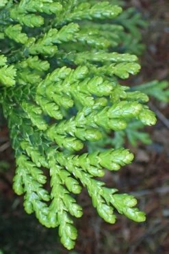 Hiba Arborvitae (Thujopsis Dolabrata) - 3 Gallon Pot -Plantify Shop thujopsis dolabrata hiba arborvitae 11