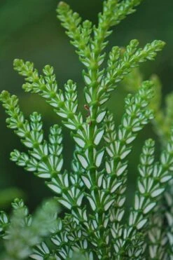 Hiba Arborvitae (Thujopsis Dolabrata) - 3 Gallon Pot -Plantify Shop thujopsis dolabrata hiba arborvitae 5