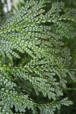 Hiba Arborvitae (Thujopsis Dolabrata) - 3 Gallon Pot -Plantify Shop thujopsis dolabrata hiba arborvitae 7