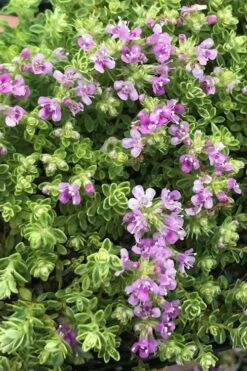 Highland Cream Creeping Thyme - 5 Pack Of Quart Pots 13 Highland Cream Creeping Thyme - 5 Pack Of Quart Pots -Plantify Shop thyme highland cream 500x750 1