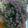 Doone Valley Thyme - 6 Pack Of Pink Pots -Plantify Shop thymus citriodorus doon valley 1
