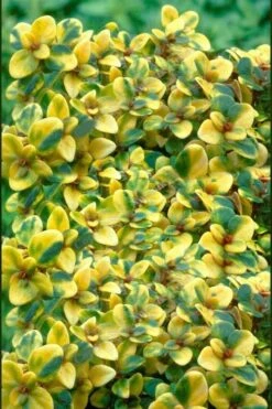 Doone Valley Thyme - 6 Pack Of Pink Pots -Plantify Shop thymus citriodorus doone valley 2