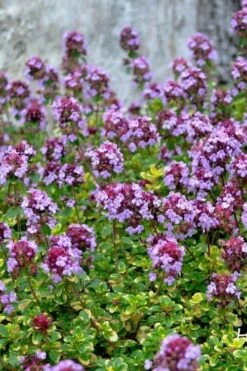 Doone Valley Thyme - 6 Pack Of Pink Pots -Plantify Shop thymus citriodorus doone valley 3