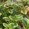 Golden Lemon Thyme - Thymus Citriodorus 'Aurea') - 5 Pack Of Quart Pots -Plantify Shop thymus citriodorus golden lemon thyme 1