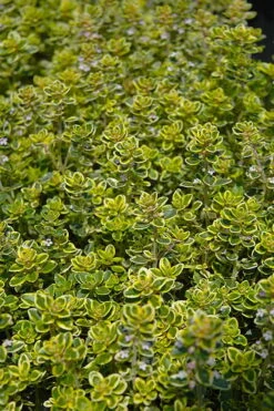 Golden Lemon Thyme - Thymus Citriodorus 'Aurea') - 5 Pack Of Quart Pots -Plantify Shop thymus citriodorus golden lemon thyme 3