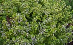 Golden Lemon Thyme - Thymus Citriodorus 'Aurea') - 5 Pack Of Quart Pots -Plantify Shop thymus citriodorus golden lemon thyme 4