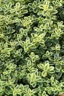 Highland Cream Creeping Thyme - 5 Pack Of Quart Pots 12 Highland Cream Creeping Thyme - 5 Pack Of Quart Pots -Plantify Shop thymus praecox highland creeping thyme 4