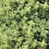 Highland Cream Creeping Thyme - 5 Pack Of Quart Pots -Plantify Shop thymus praecox highland creeping thyme 6
