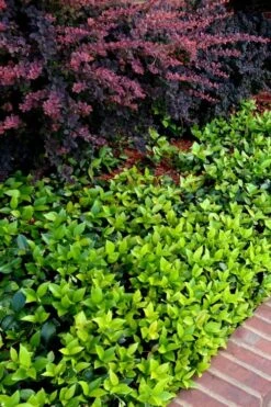 Asian Jasmine (Trachelospermum Asiaticum) - 72 Pack Of 3.5" Pint Pots -Plantify Shop trachelospermum asiaticum asian jasmine 2