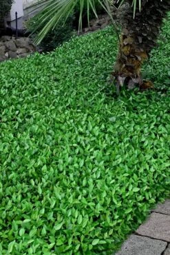 Asian Jasmine (Trachelospermum Asiaticum) - 72 Pack Of 3.5" Pint Pots -Plantify Shop trachelospermum asiaticum asian jasmine 3