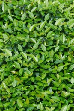Asian Jasmine - Asiatic Jasmine - 18 Count Flat Of Pint Pots -Plantify Shop trachelospermum asiaticum asian jasmine 6 1