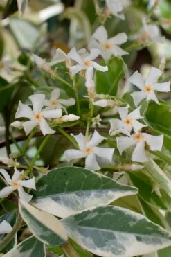 Variegated Confederate Jasmine - Trachelospermum Jasminoides - 1 Gallon Pot -Plantify Shop trachelospermum jasminoides variegatum confederate jasmine 2 1
