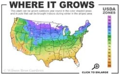 Hicks Columnar Yew (Taxus X Media) - 3 Gallon Pot -Plantify Shop usda zone map