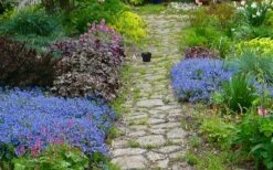 Georgia Blue Veronica Umbrosa - 1 Gallon Pot -Plantify Shop veronica peduncularis georgia blue speedwell 1 1