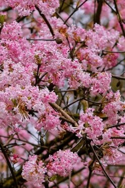 Pink Dawn Fragrant Viburnum - 5 Gallon Pot -Plantify Shop viburnum bodnantense dawn 1