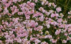 Pink Dawn Fragrant Viburnum - 5 Gallon Pot -Plantify Shop viburnum bodnantense dawn 11