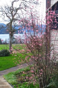 Pink Dawn Fragrant Viburnum - 5 Gallon Pot -Plantify Shop viburnum bodnantense dawn 13