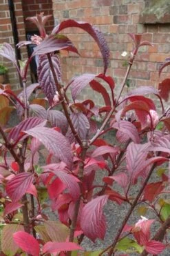 Pink Dawn Fragrant Viburnum - 5 Gallon Pot -Plantify Shop viburnum bodnantense dawn 15