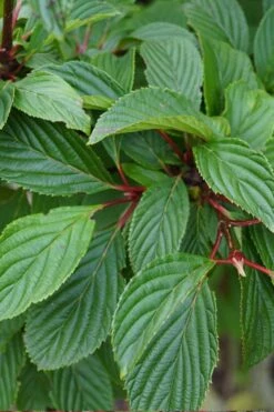 Pink Dawn Fragrant Viburnum - 5 Gallon Pot -Plantify Shop viburnum bodnantense dawn 16