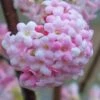Pink Dawn Fragrant Viburnum - 5 Gallon Pot -Plantify Shop viburnum bodnantense dawn 20
