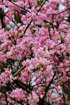 Pink Dawn Fragrant Viburnum - 5 Gallon Pot -Plantify Shop viburnum bodnantense dawn 4