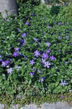 Bigleaf Periwinkle (Vinca Major) - 6 Pack Of Pint Pots -Plantify Shop vinca major bigleaf periwinkle 10