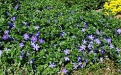 Bigleaf Periwinkle (Vinca Major) - 8 Pack Of 2.5" Pots -Plantify Shop vinca major bigleaf periwinkle 11 1