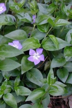 Bigleaf Periwinkle (Vinca Major) - 8 Pack Of 2.5" Pots -Plantify Shop vinca major bigleaf periwinkle 12 1