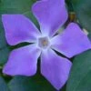 Bigleaf Periwinkle (Vinca Major) - 8 Pack Of 2.5" Pots -Plantify Shop vinca major bigleaf periwinkle 13 1
