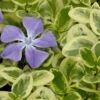 Expoflora Variegated Bigleaf Periwinkle (Vinca Major) - 6 Pack Of Pint Pots -Plantify Shop vinca major expoflora variegated periwinkle 1