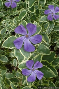 Variegated Bigleaf Periwinkle (Vinca Major 'Variegata') - 18 Pack Of Pint Pots -Plantify Shop vinca major variegata big leaf periwinkle 10