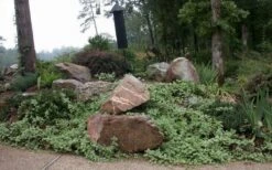 Expoflora Variegated Bigleaf Periwinkle (Vinca Major) - 6 Pack Of Pint Pots -Plantify Shop vinca major variegata big leaf periwinkle 12