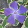 Variegated Bigleaf Periwinkle (Vinca Major 'Variegata') - 18 Pack Of Pint Pots -Plantify Shop vinca major variegata rev 500x750 thumbnail