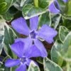 Ralph Shugert Variegated Periwinkle - Vinca Minor - 5 Pack Of Pint Pots -Plantify Shop vinca minor ralph shugert variegated evergreen periwinkle 1