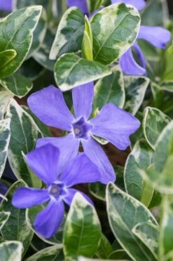 Ralph Shugert Variegated Periwinkle - Vinca Minor - 18 Pack Of Pint Pots