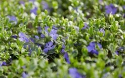 Ralph Shugert Variegated Periwinkle (Vinca Minor) - 10 Pack Of Pint Pots -Plantify Shop vinca minor ralph shugert variegated evergreen periwinkle 3 2