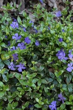 Ralph Shugert Variegated Periwinkle (Vinca Minor) - 6 Pack Of Pint Pots -Plantify Shop vinca minor ralph shugert variegated evergreen periwinkle 4 1