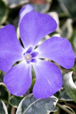 Ralph Shugert Variegated Periwinkle (Vinca Minor) - 10 Pack Of Pint Pots -Plantify Shop vinca minor ralph shugert variegated evergreen periwinkle 6 2