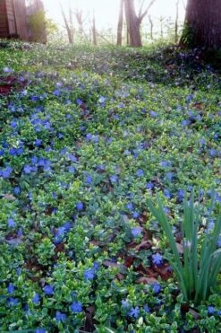 Ralph Shugert Variegated Periwinkle (Vinca Minor) - 10 Pack Of Pint Pots -Plantify Shop vinca minor ralph shugert variegated evergreen periwinkle 7 2