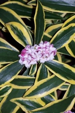 Marianni Variegated Pink Winter Daphne - 1 Gallon Pot -Plantify Shop winter daphne marianni 3 1