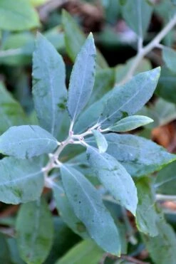 Woodlanders Blue Dusty Zenobia (Honeycup) - 3 Gallon Pot -Plantify Shop zenobia woodlanders blue 21