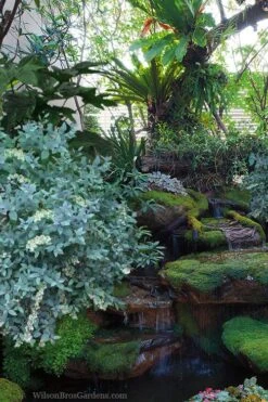 Woodlanders Blue Dusty Zenobia (Honeycup) - 3 Gallon Pot -Plantify Shop zenobia woodlanders blue 25