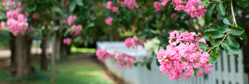 Front Page -Plantify Shop banner847